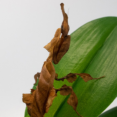 mante fantome adulte